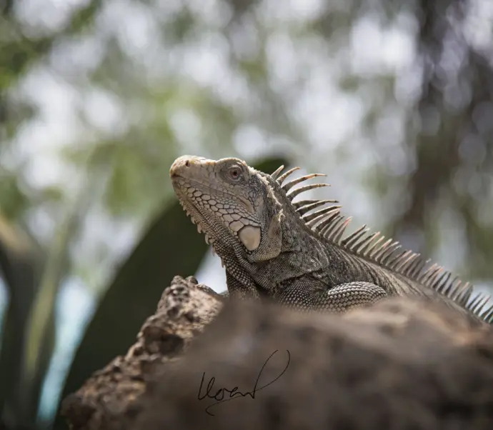 leguaan
